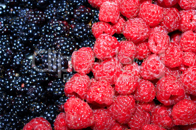 berries of blackberry and raspberry