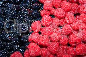 berries of blackberry and raspberry