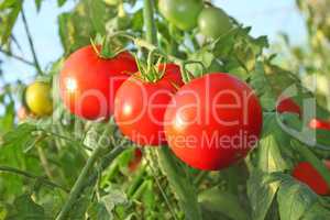 Ripe red tomatoes in greenhouse