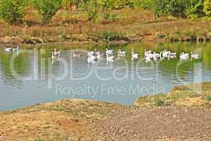 Herd of geese on the pond
