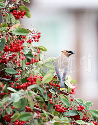 Cedar waxwing - Bombycilla cedrorum