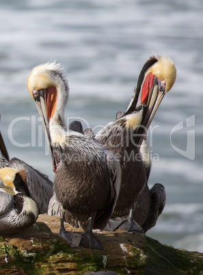 A Pod of Brown Pelicans, Pelecanus occidentalis