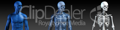 Transparent Human with Bone Structure