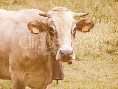 Retro looking Cow picture