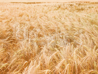 Retro looking Barleycorn field