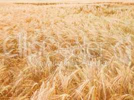 Retro looking Barleycorn field