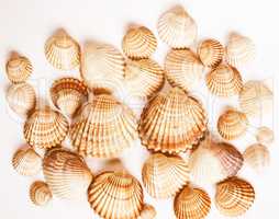 Shells vintage