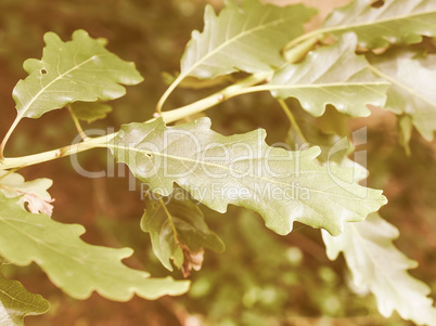 Retro looking Oak tree leaf