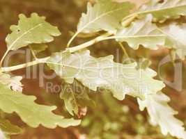 Retro looking Oak tree leaf