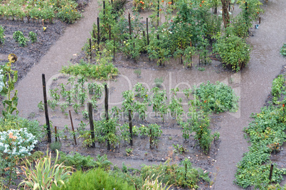 Vegetable garden after heavy rain