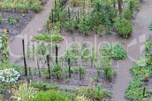 Vegetable garden after heavy rain