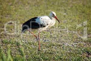 Portrait of a white stork