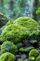 Covered rocks with moss
