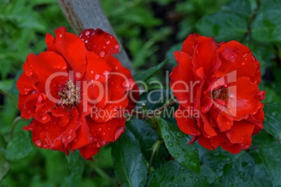 Zinnoberrote Rosen mit Wassertropfen