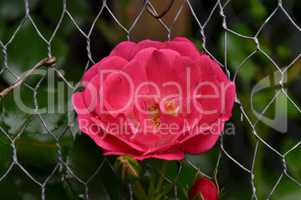 Rosa Rosenblüte