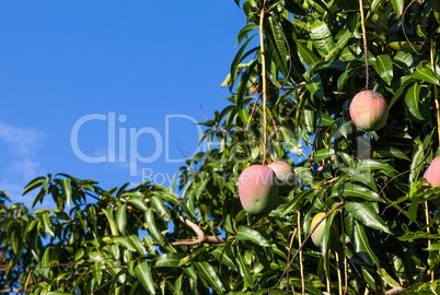 Mangobaum mit reifen Früchten in Kuba