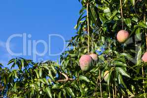 Mangobaum mit reifen Früchten in Kuba