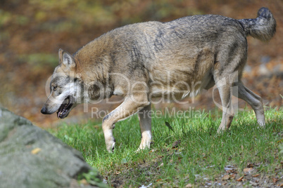 Grauwolf