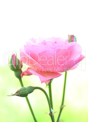 pink rose, macro