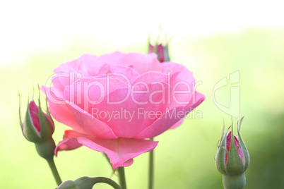 pink rose, macro