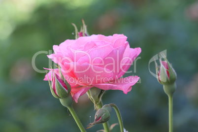 pink rose, macro