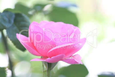 pink rose, macro