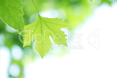 grean leaf of maple