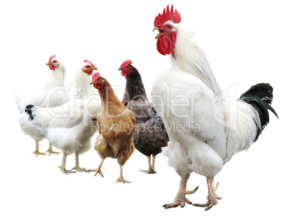 white rooster and hens isolated