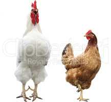 funny hen and rooster, isolated
