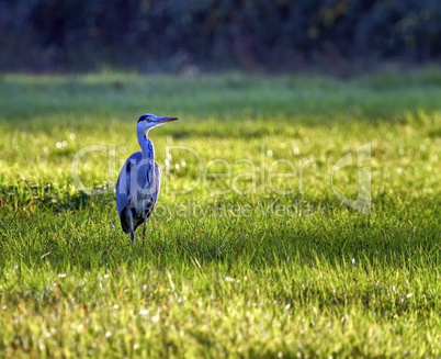 Grey heron, ardea cinerea