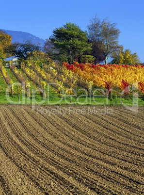 Rural field