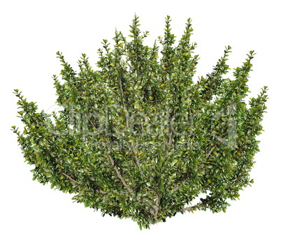 African boxwood tree, myrsine africana - 3D render