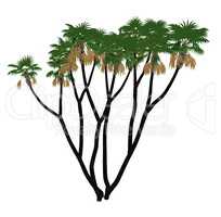 Doum, doom palm or gingerbread tree, hyphaene thebaica - 3D render