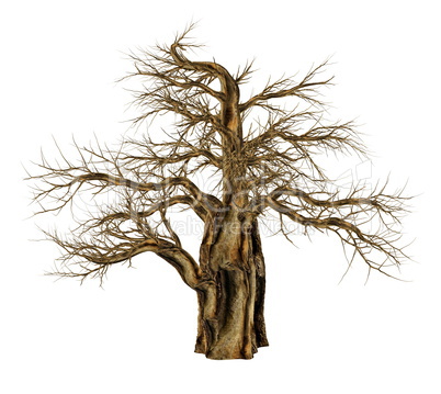 Baobab tree without leaves, adansonia digitata - 3D render