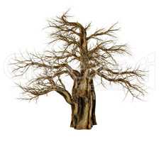 Baobab tree without leaves, adansonia digitata - 3D render