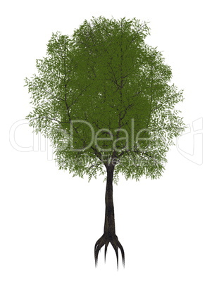 Tamarind tree, tamarindus indica - 3D render
