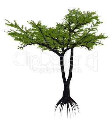 Umbrella thorn acacia tree, a. or vachellia tortilis - 3D render