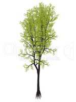 Outeniqua yellowwood tree, podocarpus falcatus - 3D render