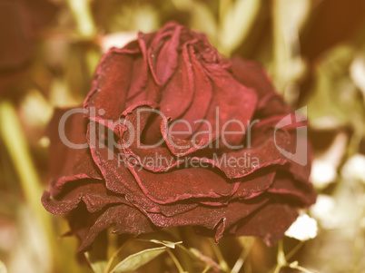 Retro looking Decaying rose