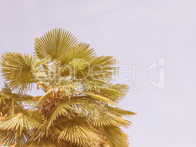 Retro looking Palm tree