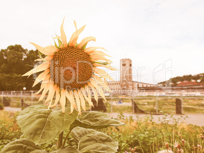 Retro looking Sunflower flower