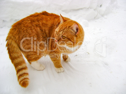 Red cat on snow