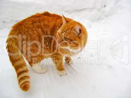 Red cat on snow