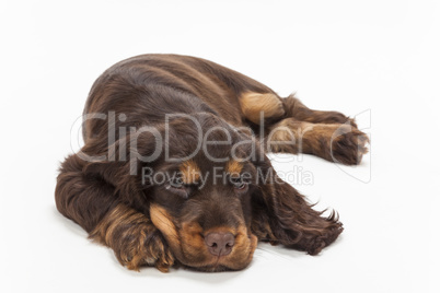 Cute Cocker Spaniel Puppy Dog