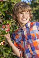 Male Boy Child Picking Apple from Tree in Summer Sunshine