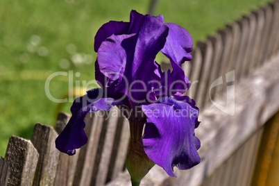 Violette Iris