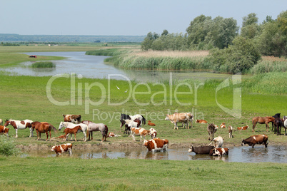 cows and horses on river