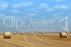 field with straw bales