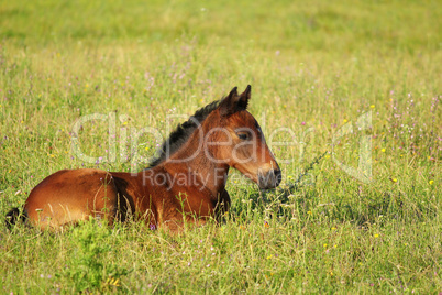 horse brown foal lying in pasture