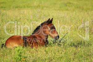 horse brown foal lying in pasture